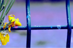 photo-fleur-retouchee